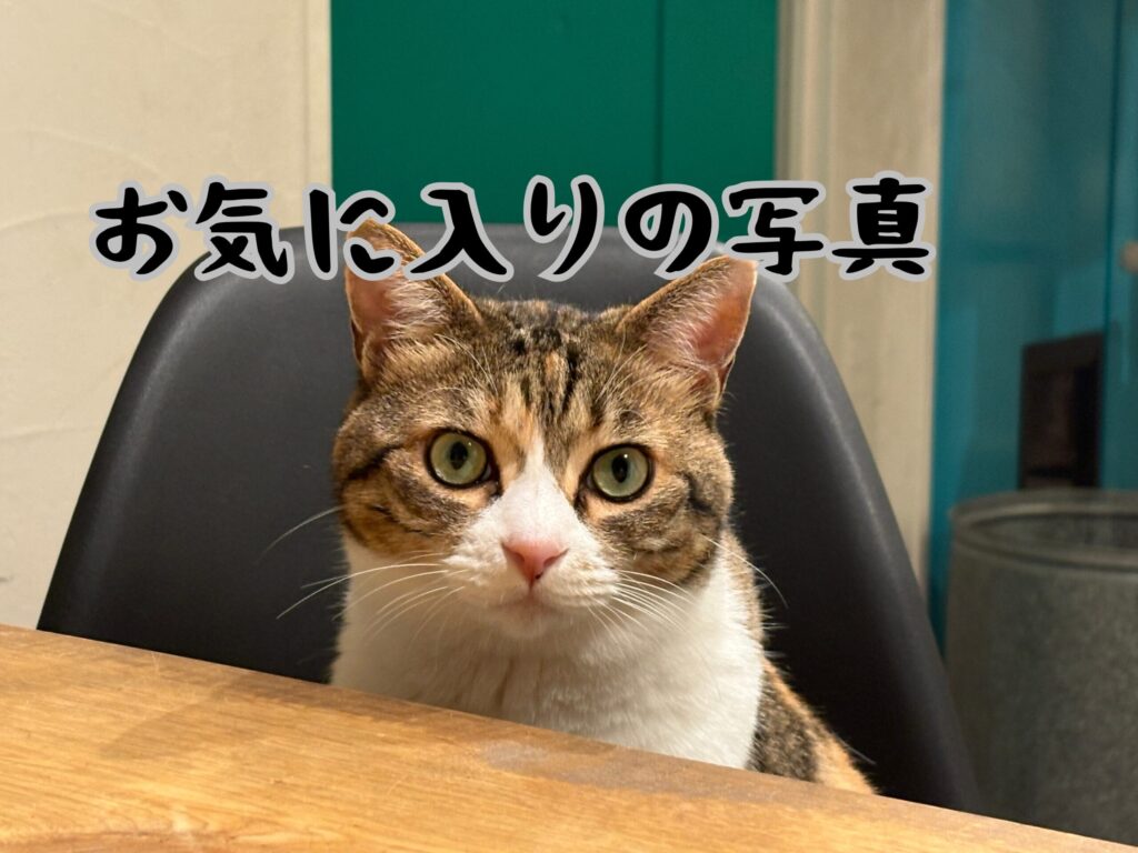 お気に入りの写真